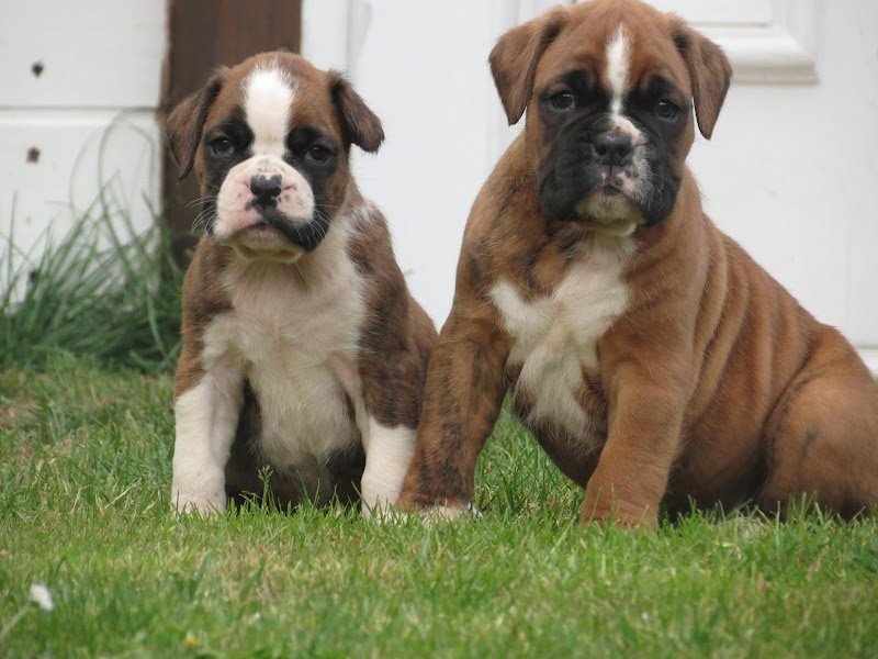Gîte Canin de Ruesnes - photo 2