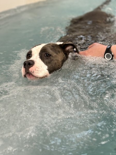 Si Beau...Sibelle... Hydrotherapie canine