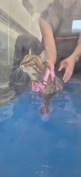 Si Beau...Sibelle... Hydrotherapie canine - photo 2