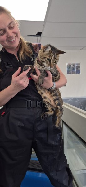 Si Beau...Sibelle... Hydrotherapie canine - photo 3