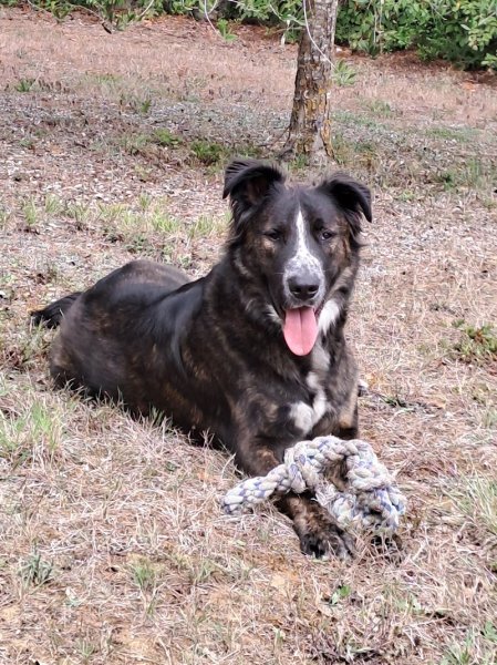 D'happy dog Éducateur Comportementaliste Canin - photo 1