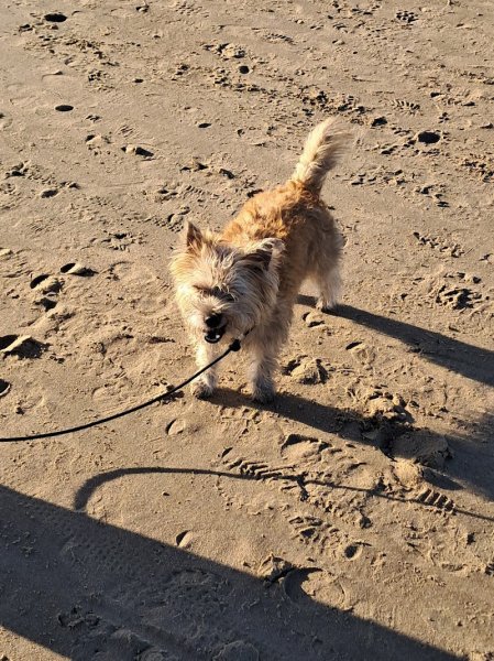 D'happy dog Éducateur Comportementaliste Canin - photo 2