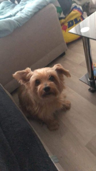 Jessica't Dog - photo 1