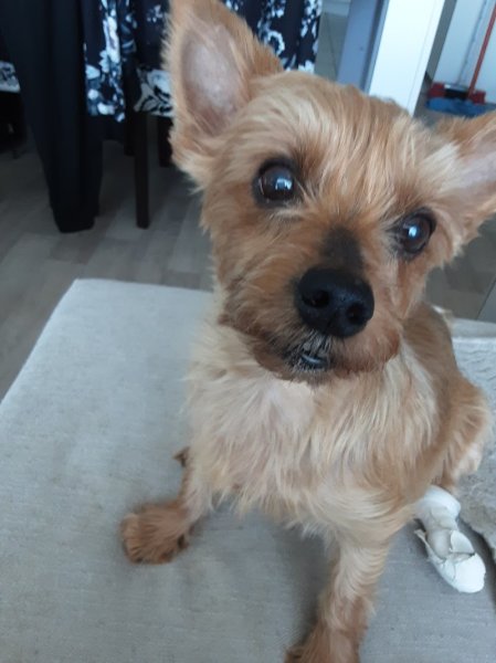 Jessica't Dog - photo 2