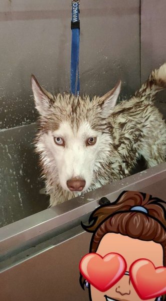 Jessica't Dog - photo 3