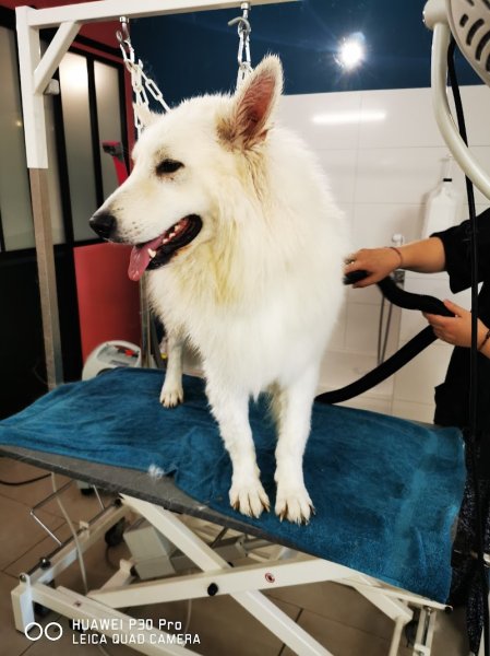 Calicanin salon de toilettage - photo 2