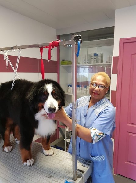 Univers canin et félin