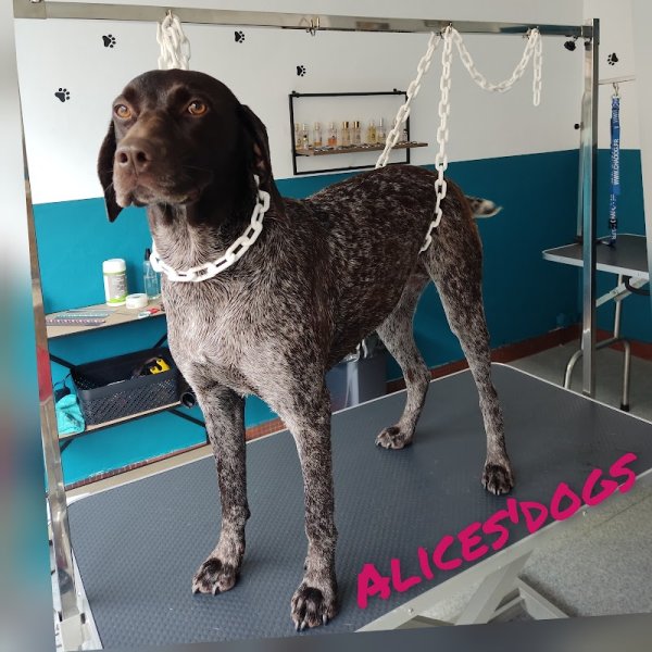 Alice's Dogs - photo 2