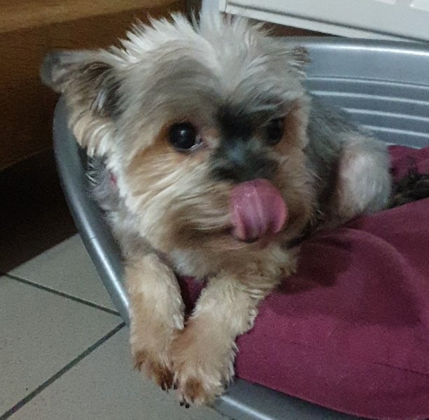 toilettage ManoDog - photo 2