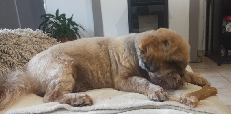 toilettage ManoDog - photo 3