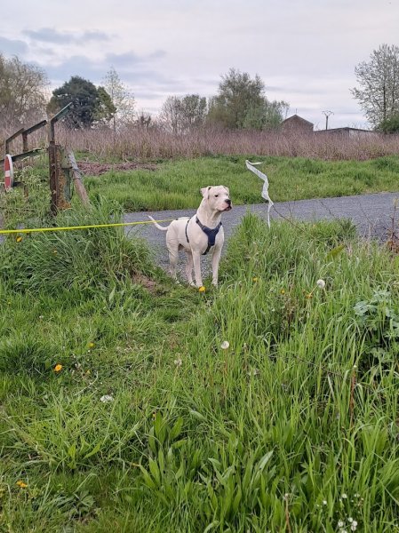 Pension Canine de Mormal - photo 3