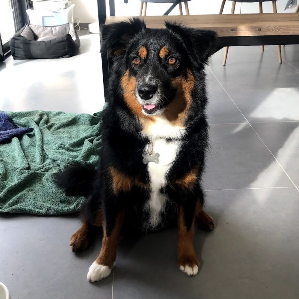 charm canin - photo 2