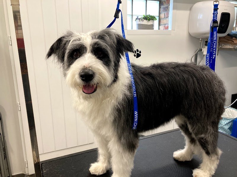 O’Bien être du chien - photo 1