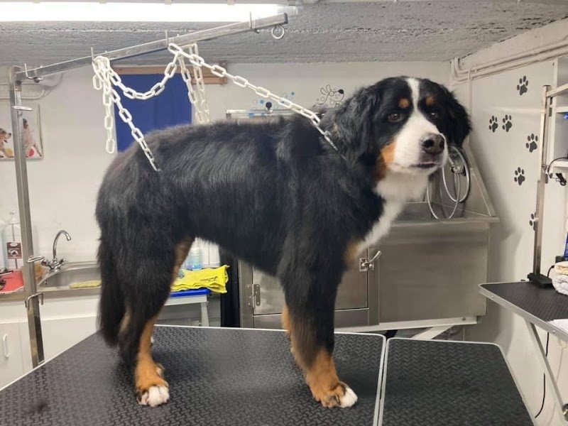 O’Bien être du chien - photo 2