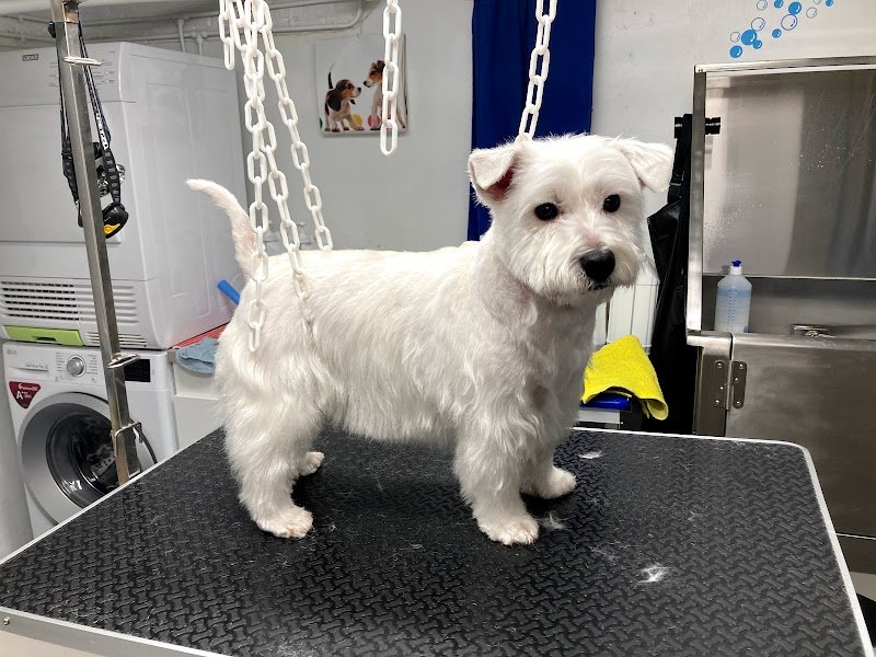 O’Bien être du chien - photo 3