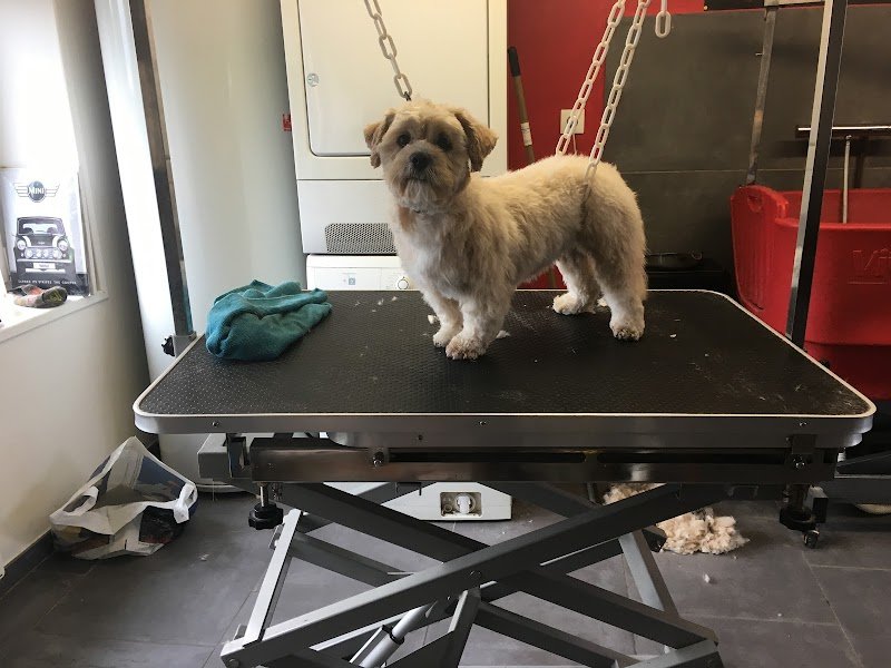 Dog's Store - photo 2