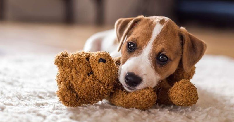 Dog's Store - photo 3