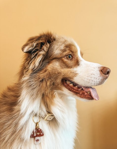 Dog Shine Paradise - photo 1