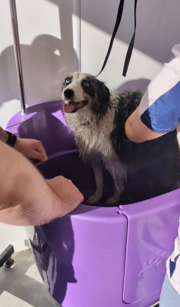 Dog Shine Paradise - photo 2