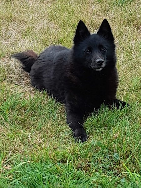 Dog Shine Paradise - photo 3