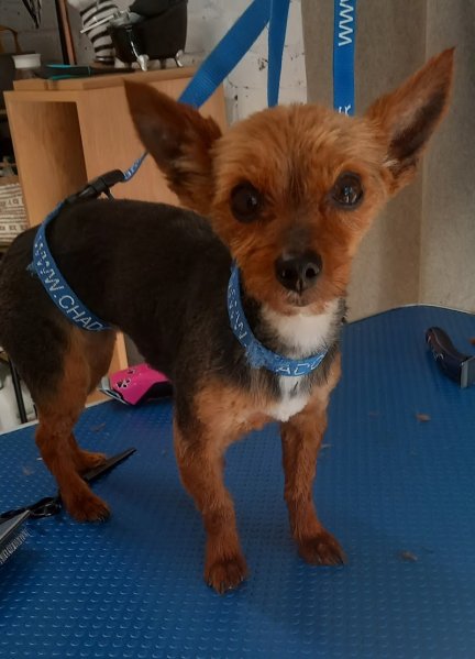 DoG's Studio - photo 1