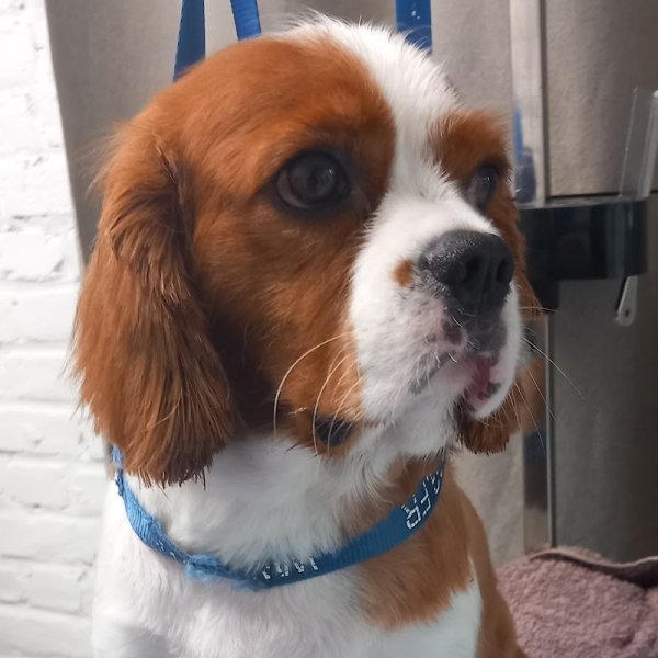 DoG's Studio - photo 2