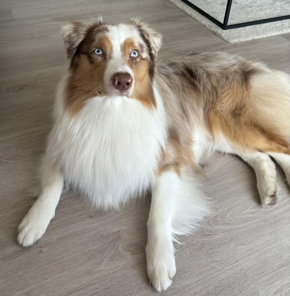 DoG's Studio - photo 3