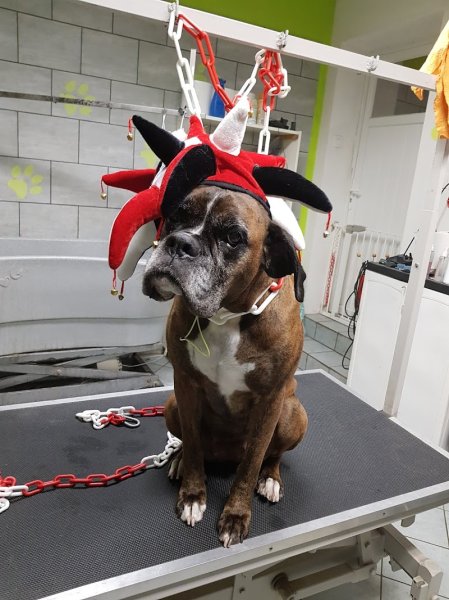 AU BONHEUR CANIN - photo 1