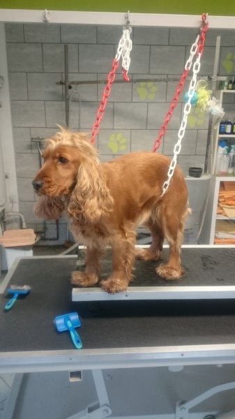 AU BONHEUR CANIN - photo 2