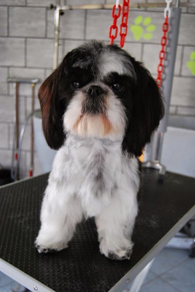 AU BONHEUR CANIN - photo 3