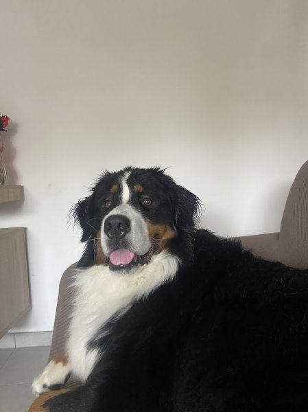 CANIN SEREIN - EDUCATRICE COMPORTEMENTALISTE - photo 3