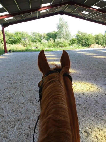 Amandine Blin Dressage - photo 3