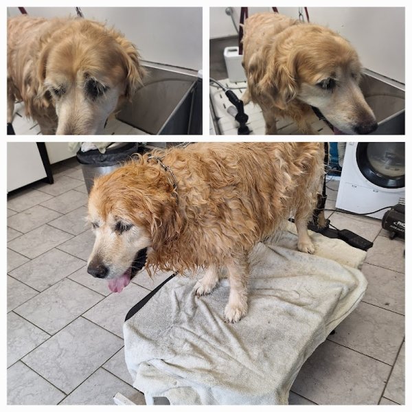 Au Chien Elegant - photo 2