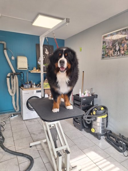 Au Chien Elegant - photo 3