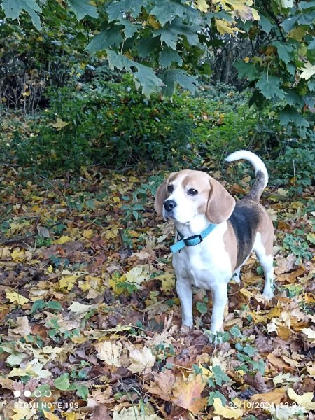 Pension canine Ma Meilleure Amie - photo 1