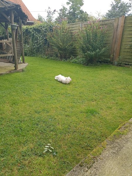 Pension canine Ma Meilleure Amie - photo 2