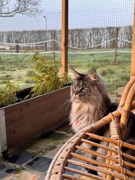 Pension Chez les Ch'Accart - Comportementaliste félin - photo 2