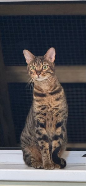 Pension Chez les Ch'Accart - Comportementaliste félin - photo 3