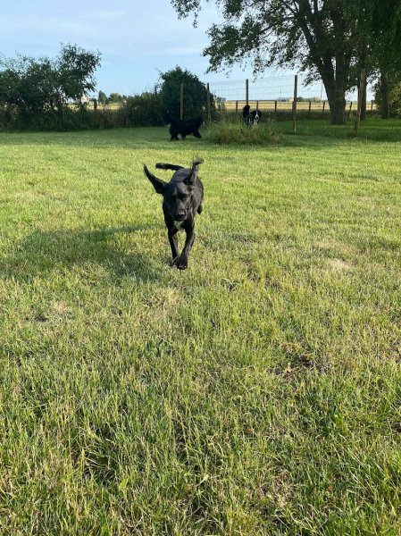 Auberge canine des hauts de Flandre - photo 1