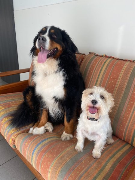 Auberge canine des hauts de Flandre - photo 2