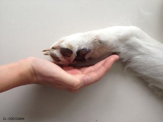 Cod Canin - Praticienne bien être et éducateur canin - photo 1