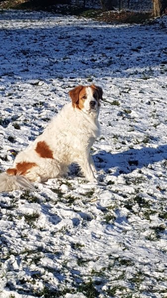 Cod Canin - Praticienne bien être et éducateur canin - photo 2