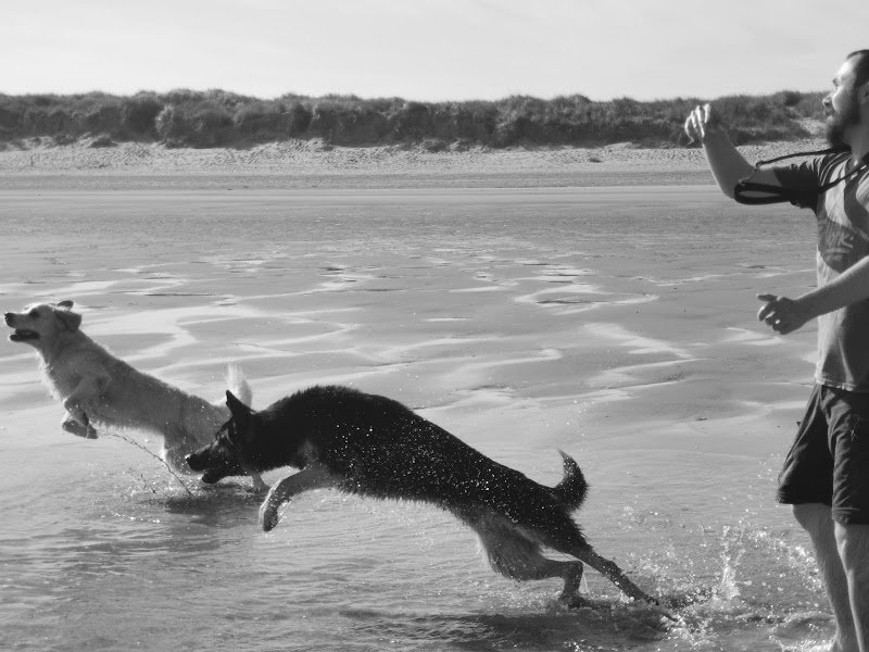 La Patte du savoir - Educateur canin Comportementaliste - photo 2