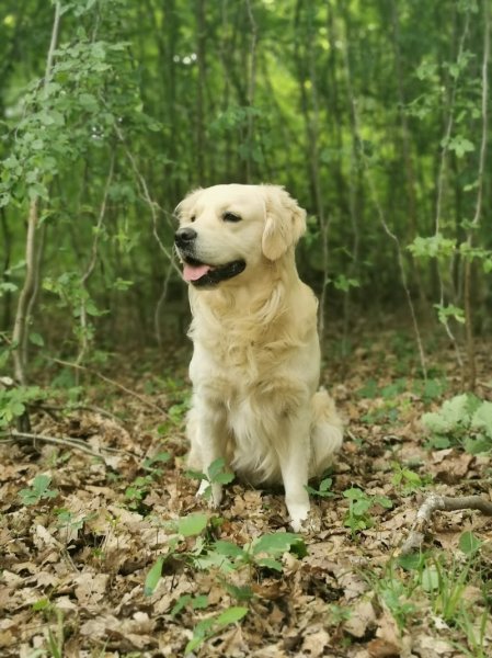 La Patte du savoir - Educateur canin Comportementaliste - photo 3