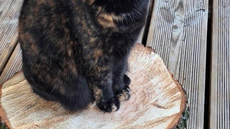 Pension Canine De L' Estoez - photo 1