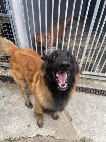 Pension Canine De L' Estoez - photo 2