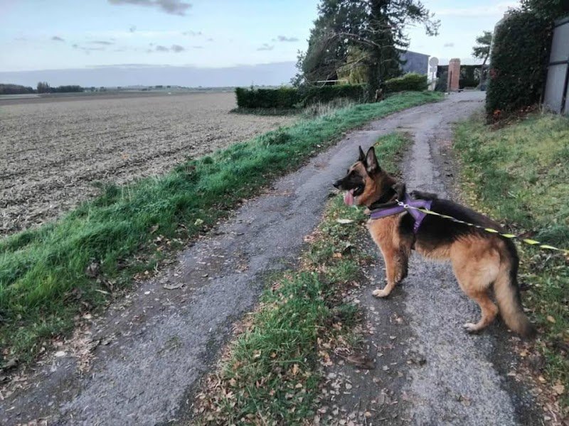 Pension Canine De L' Estoez - photo 3