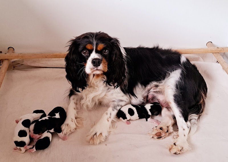 Elevage canin "LE MONDE De STEPH" - photo 2