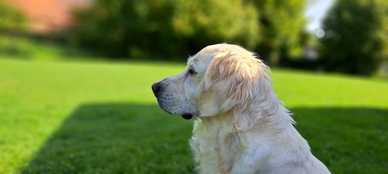 Elevage canin "LE MONDE De STEPH" - photo 3