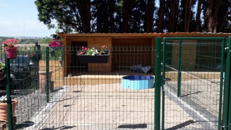 Chambres d ' Hôtes pour chien du Mont d'Hiver